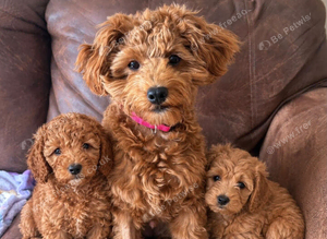 Cavapoo puppies