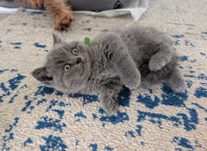 GCCF registered Blue British Shorthair
