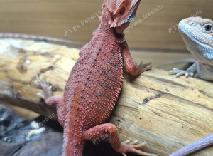 High end bearded dragons at pet prices