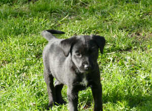 Labrador x collie puppies for sale