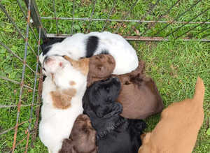 Cocker spaniel puppies