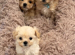 Beautiful Maltipoo Puppies