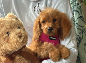 Cavapoo girls for sale