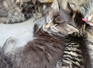 2 mixed breed kittens looking for new home