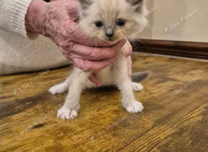 Ragdoll kittens
