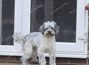 Beautiful merle female cockapoo