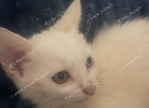 kittens