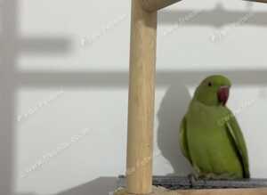 Young Talking Green Ringneck Available &ndash; 5 to 6 Months Old
