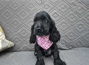 Gorgeous show cocker spaniel puppies
