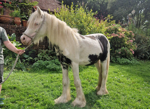 Cob gelding