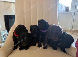 Beautiful Cockapoo puppies