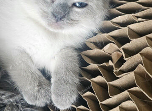 Colour point white grey kittens