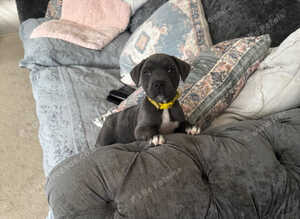 Blue puppy staff kc registered
