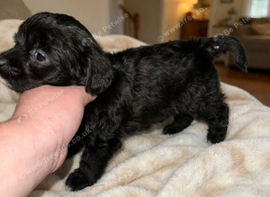 Jackapoo puppies