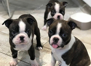 Kc registered Boston terrier&rsquo;s