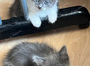 Cute Russian Blues for sale