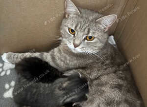 British Shorthair Cross kittens