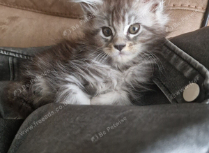 BEAUTIFUL MAINE COON KITTENS - LOOKING FOR THEIR FOREVER HOMES!