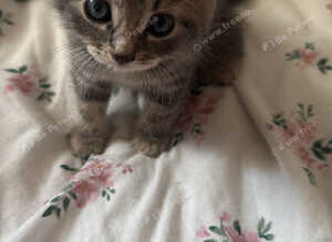 Kittens for sale