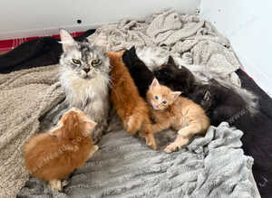 Beautiful polydactyl half mainecoon kittens
