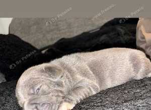 Fluffy Carrier French bulldog