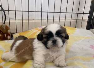 Beautiful litter of Shih Tzu puppies
