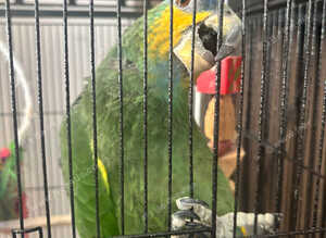 Amazon orange winged parrot