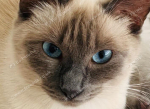 Ragdoll kittens