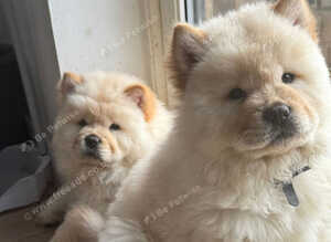 KC Registered Champion Bloodline Chow Chow Boy