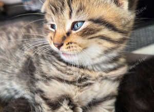 3 beautiful Scottish folds for sale and one Scottish straight