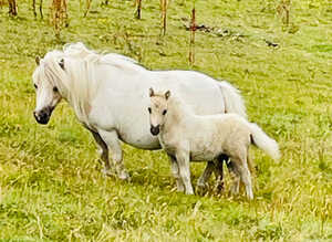 SA clear SPSBS reg mushroom carrier colt foal