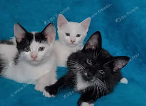 Turkish Angora mix kittens
