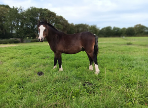 Welsh Section A Colt Bay Pony
