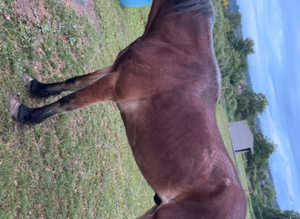 24/7 field grazing wanted