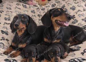 Dachshund pups