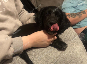 11 week old cocker spaniel bitch