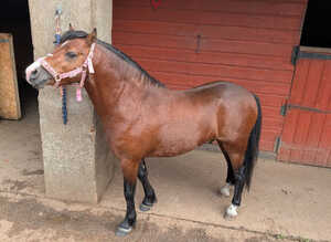 Wee Teddy 11.1hh turning 4 yrs Welsh A Gelding