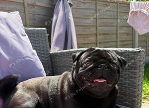Otis for stud