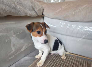 Jack russell pup