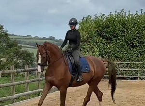 Quality Dressage Gelding