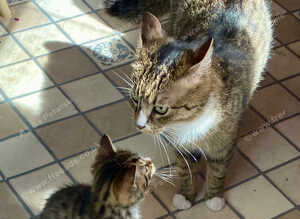 P5 beautiful 12 week old kittens
