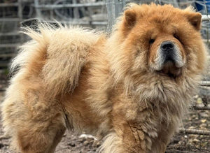 Male 2 years old chow