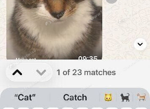 Lovely cat needs a home