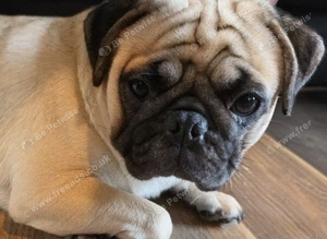 Handsome male pug