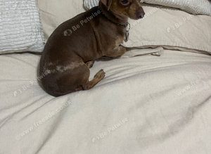 dachund