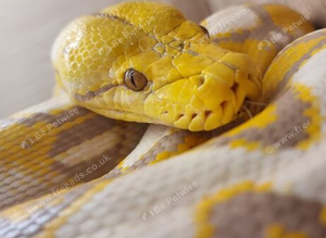 Reticulated python