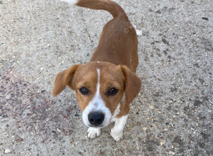 Beagle boy