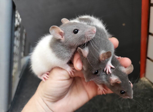 Trio friendly boys
