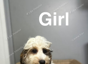 Bambi 2 f1 cockapoo girls ready for s