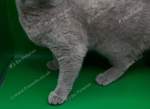 Lilac female British Shorthair